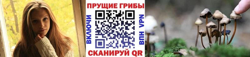 Галлюциногенные грибы Psilocybe  Рязань 